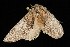  ( - Moth4617.03)  @13 [ ] CreativeCommons - Attribution (2010) Unspecified Centre for Biodiversity Genomics