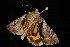  ( - Moth4622.03)  @12 [ ] CreativeCommons - Attribution (2010) Unspecified Centre for Biodiversity Genomics