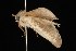  ( - Moth4623.03)  @12 [ ] CreativeCommons - Attribution (2010) Unspecified Centre for Biodiversity Genomics