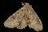  ( - Moth4623.03)  @12 [ ] CreativeCommons - Attribution (2010) Unspecified Centre for Biodiversity Genomics