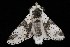  ( - Moth4624.03)  @13 [ ] CreativeCommons - Attribution (2010) Unspecified Centre for Biodiversity Genomics