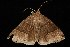  ( - Moth4628.03)  @13 [ ] CreativeCommons - Attribution (2010) Unspecified Centre for Biodiversity Genomics