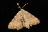  ( - Moth4631.03)  @13 [ ] CreativeCommons - Attribution (2010) Unspecified Centre for Biodiversity Genomics