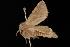  ( - Moth4007.03)  @14 [ ] CreativeCommons - Attribution (2010) Unspecified Centre for Biodiversity Genomics