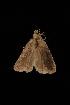  ( - Moth4008.03)  @12 [ ] CreativeCommons - Attribution (2010) Unspecified Centre for Biodiversity Genomics