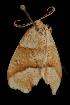  ( - Moth4096.03)  @12 [ ] CreativeCommons - Attribution (2010) Unspecified Centre for Biodiversity Genomics