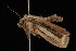  ( - Moth4097.03)  @13 [ ] CreativeCommons - Attribution (2010) Unspecified Centre for Biodiversity Genomics