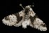  ( - Moth4109.03)  @13 [ ] CreativeCommons - Attribution (2010) Unspecified Centre for Biodiversity Genomics