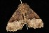 ( - Moth4160.03)  @13 [ ] CreativeCommons - Attribution (2010) Unspecified Centre for Biodiversity Genomics