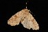  ( - Moth4170.03)  @12 [ ] CreativeCommons - Attribution (2010) Unspecified Centre for Biodiversity Genomics