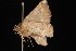  ( - Moth4175.03)  @13 [ ] CreativeCommons - Attribution (2010) Unspecified Centre for Biodiversity Genomics