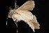  ( - Moth4242.03)  @12 [ ] CreativeCommons - Attribution (2010) Unspecified Centre for Biodiversity Genomics