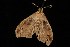  ( - Moth4245.03)  @13 [ ] CreativeCommons - Attribution (2010) Unspecified Centre for Biodiversity Genomics