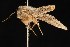  ( - Moth4345.03)  @12 [ ] CreativeCommons - Attribution (2010) Unspecified Centre for Biodiversity Genomics