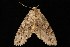  ( - Moth4345.03)  @12 [ ] CreativeCommons - Attribution (2010) Unspecified Centre for Biodiversity Genomics