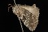  ( - Moth4353.03)  @12 [ ] CreativeCommons - Attribution (2010) Unspecified Centre for Biodiversity Genomics