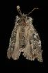  ( - Moth4353.03)  @12 [ ] CreativeCommons - Attribution (2010) Unspecified Centre for Biodiversity Genomics
