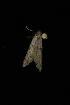  ( - 2005-ONT-371)  @12 [ ] CC-0 (2010) Unspecified Unspecified