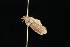  ( - HBL008912)  @12 [ ] CreativeCommons - Attribution (2010) Unspecified Centre for Biodiversity Genomics