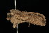  ( - HLC-10303)  @12 [ ] CreativeCommons - Attribution (2010) Unspecified Centre for Biodiversity Genomics