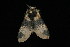  ( - HLC-10461)  @13 [ ] CreativeCommons - Attribution (2010) Unspecified Centre for Biodiversity Genomics