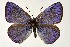  (Iolana - DNAwthGla 003)  @15 [ ] Copyright (2016) Wolfgang Ten Hagen Wolfgang ten Hagen Research Collection