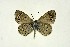  (Glaucopsyche paphos - DNAwthGla 013)  @15 [ ] Copyright (2016) Wolfgang Ten Hagen Wolfgang ten Hagen Research Collection