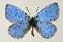  (Caerulea - DNAwthGla 015)  @14 [ ] Copyright (2016) Wolfgang Ten Hagen Wolfgang ten Hagen Research Collection