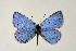  (Caerulea - DNAwthGla 016)  @14 [ ] Copyright (2016) Wolfgang Ten Hagen Wolfgang ten Hagen Research Collection
