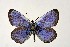  (Glaucopsyche lycormas - DNAwthGla 019)  @14 [ ] Copyright (2016) Wolfgang Ten Hagen Wolfgang ten Hagen Research Collection