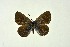  (Glaucopsyche hazeri - DNAwthGla 027)  @13 [ ] Copyright (2016) Wolfgang Ten Hagen Wolfgang ten Hagen Research Collection