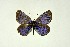  (Glaucopsyche seminigra - DNAwthGla 036)  @13 [ ] Copyright (2016) Wolfgang Ten Hagen Wolfgang ten Hagen Research Collection