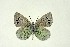  ( - DNAwthGla 039)  @11 [ ] Copyright (2016) Wolfgang Ten Hagen Wolfgang ten Hagen Research Collection