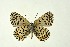  (Sinia - DNAwthGla 042)  @15 [ ] Copyright (2016) Wolfgang Ten Hagen Wolfgang ten Hagen Research Collection