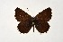  (Sinia leechi - DNAwthGla 044)  @14 [ ] Copyright (2016) Wolfgang Ten Hagen Wolfgang ten Hagen Research Collection