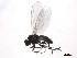  ( - 16coll-wdcqy02)  @11 [ ] creative commons  non-commercial only (2015) Institute of Plant Protection, CAAS Institute of Plant Protection, CAAS