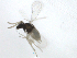  ( - 16coll-lyxf01)  @12 [ ] creative commons  non-commercial only (2015) Institute of Plant Protection, CAAS Institute of Plant Protection, CAAS