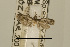  ( - USNM ENT 00933879)  @13 [ ] Unspecified (default): All Rights Reserved  Unspecified Unspecified