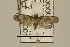 ( - USNM ENT 00203471)  @13 [ ] Unspecified (default): All Rights Reserved  Unspecified Unspecified