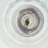 ( - MOZZ00000924A_C8)  @11 [ ] by (2004) Genome Research Ltd as Wellcome Sanger Institute Genome Research Limited operating as Wellcome Sanger Institute