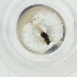  ( - YARN_001_D9)  @11 [ ] by (2004) Genome Research Ltd as Wellcome Sanger Institute Genome Research Limited operating as Wellcome Sanger Institute