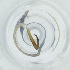  ( - YARN_004_H3)  @11 [ ] by (2004) Genome Research Ltd as Wellcome Sanger Institute Genome Research Limited operating as Wellcome Sanger Institute