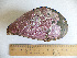  (Crenomytilus - RRYA-53)  @14 [ ] No Rights Reserved  no no