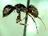  (Camponotus ACZ5033 - HICD_B19_A)  @12 [ ] CreativeCommons - Attribution (2016) David Donoso Universidad de Cuenca