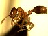 (Solenopsis ACZ6556 - HICD_C19_B)  @13 [ ] CreativeCommons - Attribution (2016) David Donoso Universidad de Cuenca