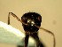  (Camponotus YASsp21 - KY_13_100_0022_C)  @11 [ ] CreativeCommons - Attribution (2016) David Donoso Universidad de Cuenca