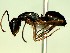  (Camponotus ADF8516 - KY_13_455_397)  @14 [ ] CreativeCommons - Attribution (2016) David Donoso Universidad de Cuenca