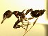  (Crematogaster YASsp5 - Ta_031_1_B)  @11 [ ] CreativeCommons - Attribution (2016) David Donoso Escuela Politécnica Nacional
