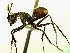  (Camponotus nitidior - Ta_068_1)  @13 [ ] CreativeCommons - Attribution (2016) David Donoso Escuela Politécnica Nacional
