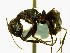  (Camponotus EC032 - Ta_072_1)  @11 [ ] CreativeCommons - Attribution (2016) David Donoso Escuela Politécnica Nacional